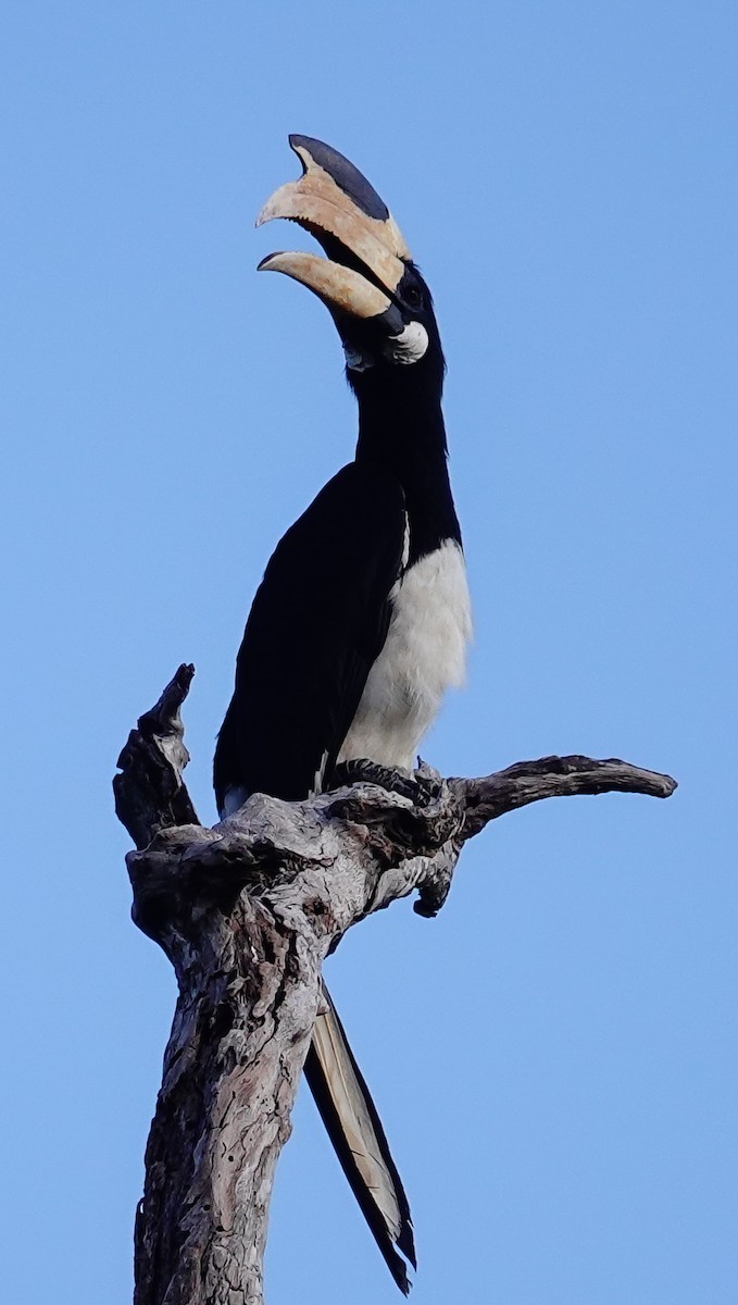 zoborožec malabarský - ML647552922