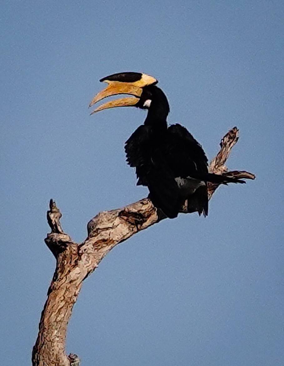 Cálao Coronado - ML647552923