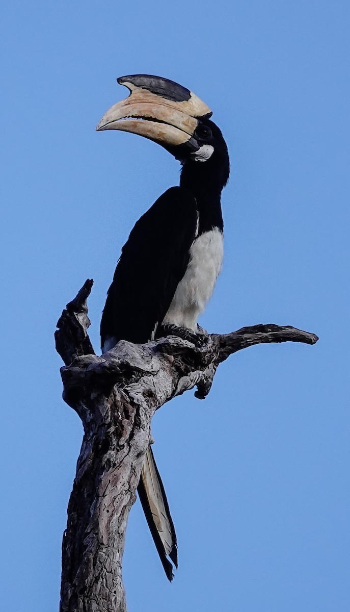 zoborožec malabarský - ML647552924