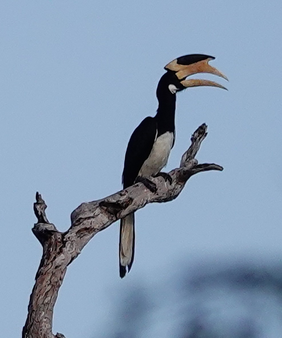 Cálao Coronado - ML647552925