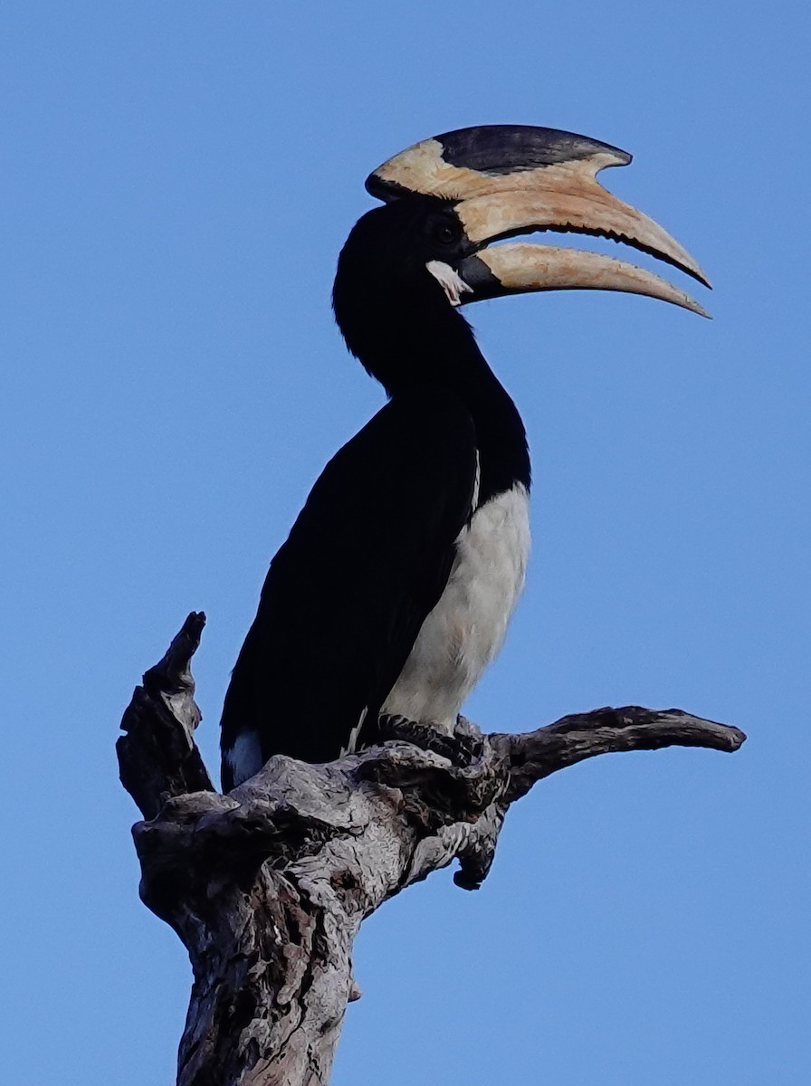 zoborožec malabarský - ML647552926