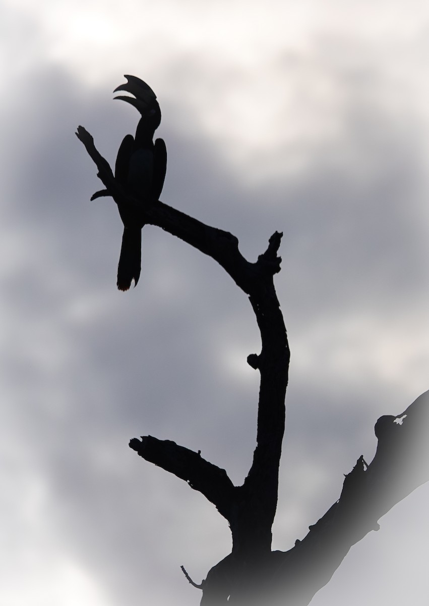 zoborožec malabarský - ML647552927