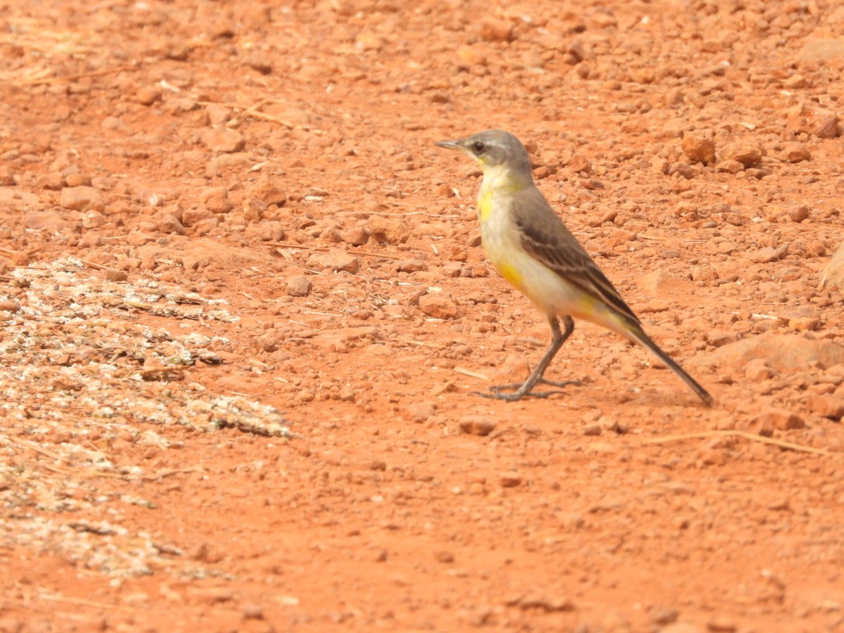 konipas citronový - ML647552930