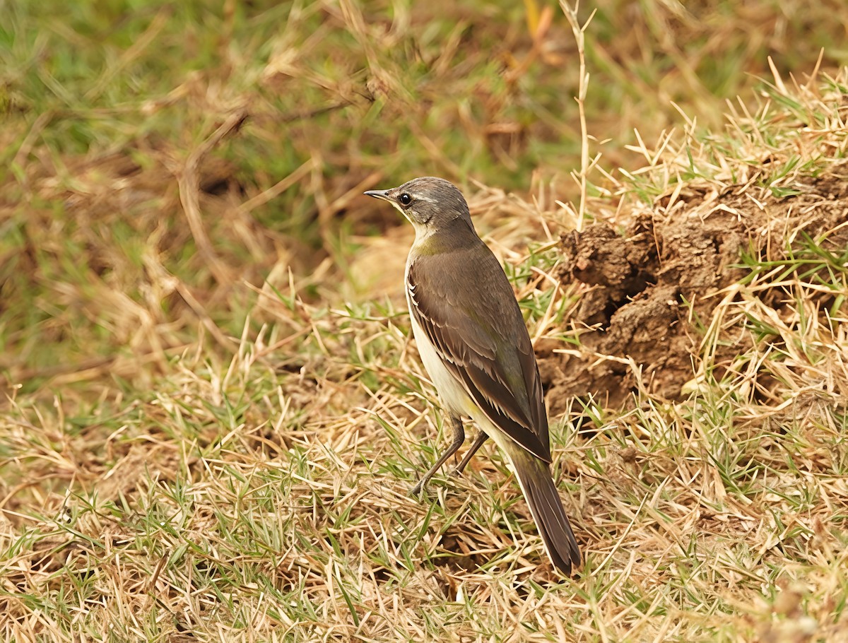 konipas citronový - ML647552931