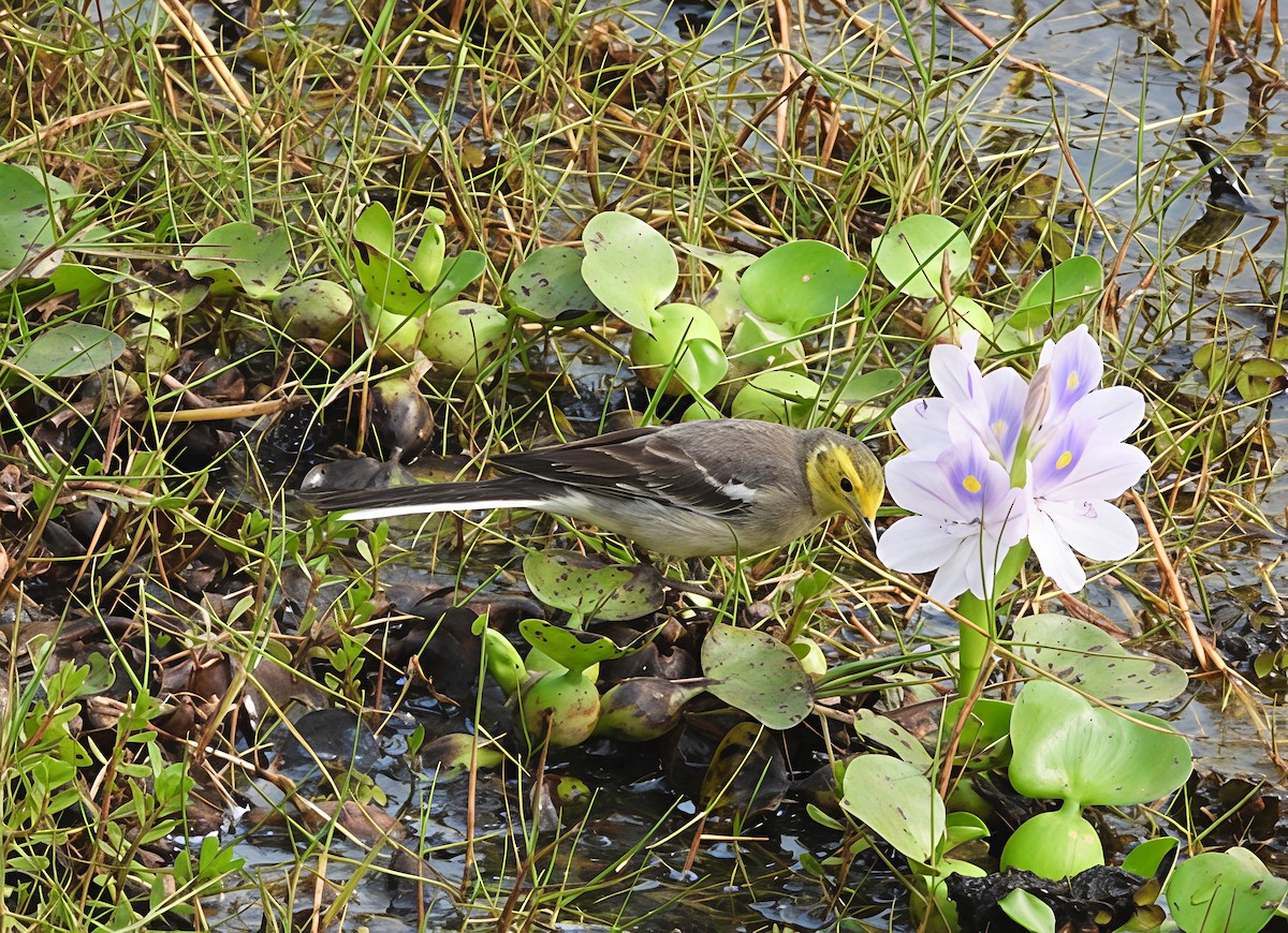 konipas citronový - ML647552932