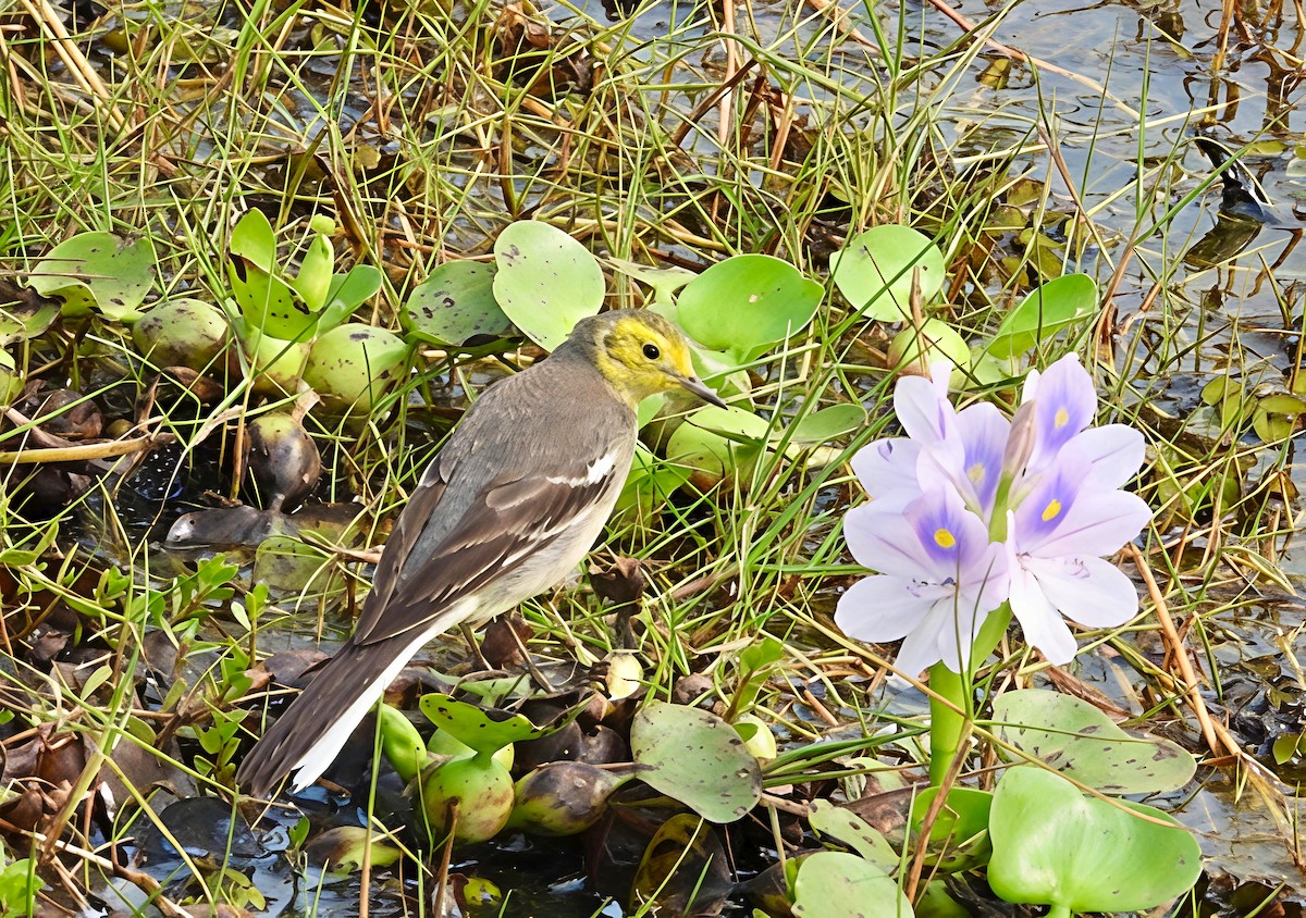 konipas citronový - ML647552933