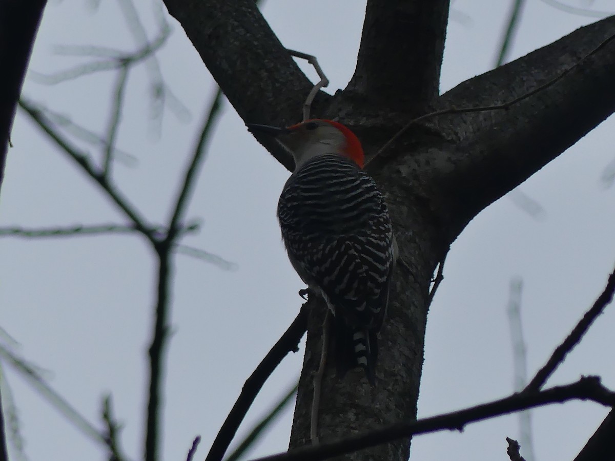 datel karolínský - ML647552934