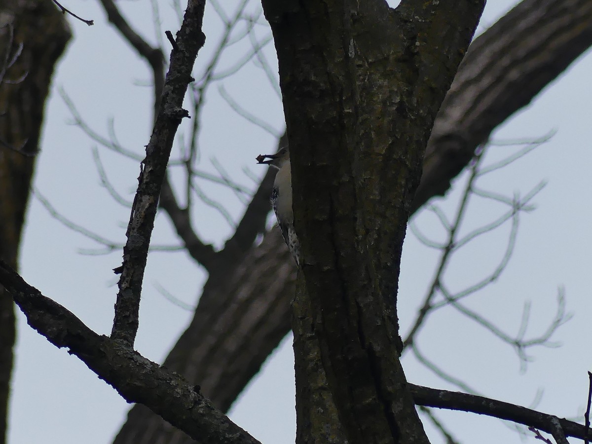 datel karolínský - ML647552935