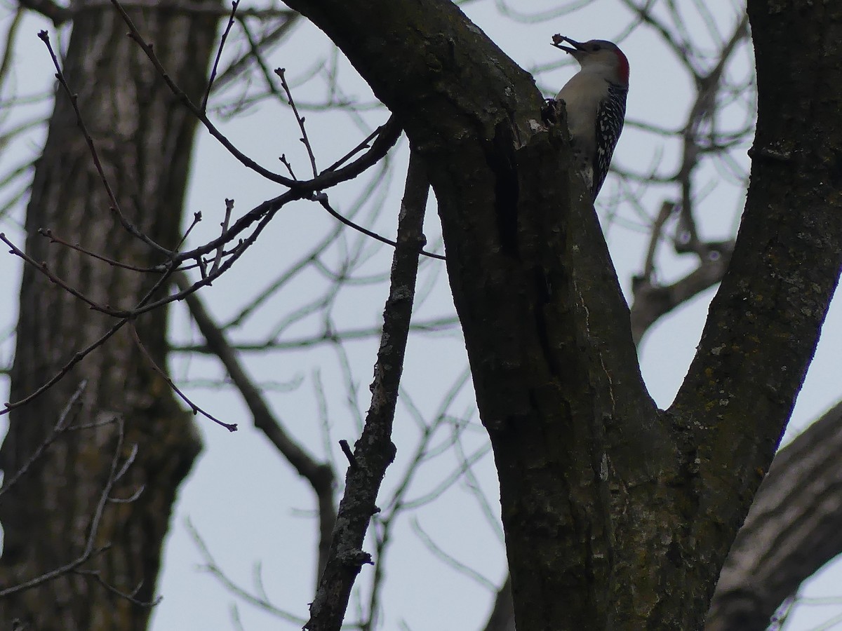 datel karolínský - ML647552936