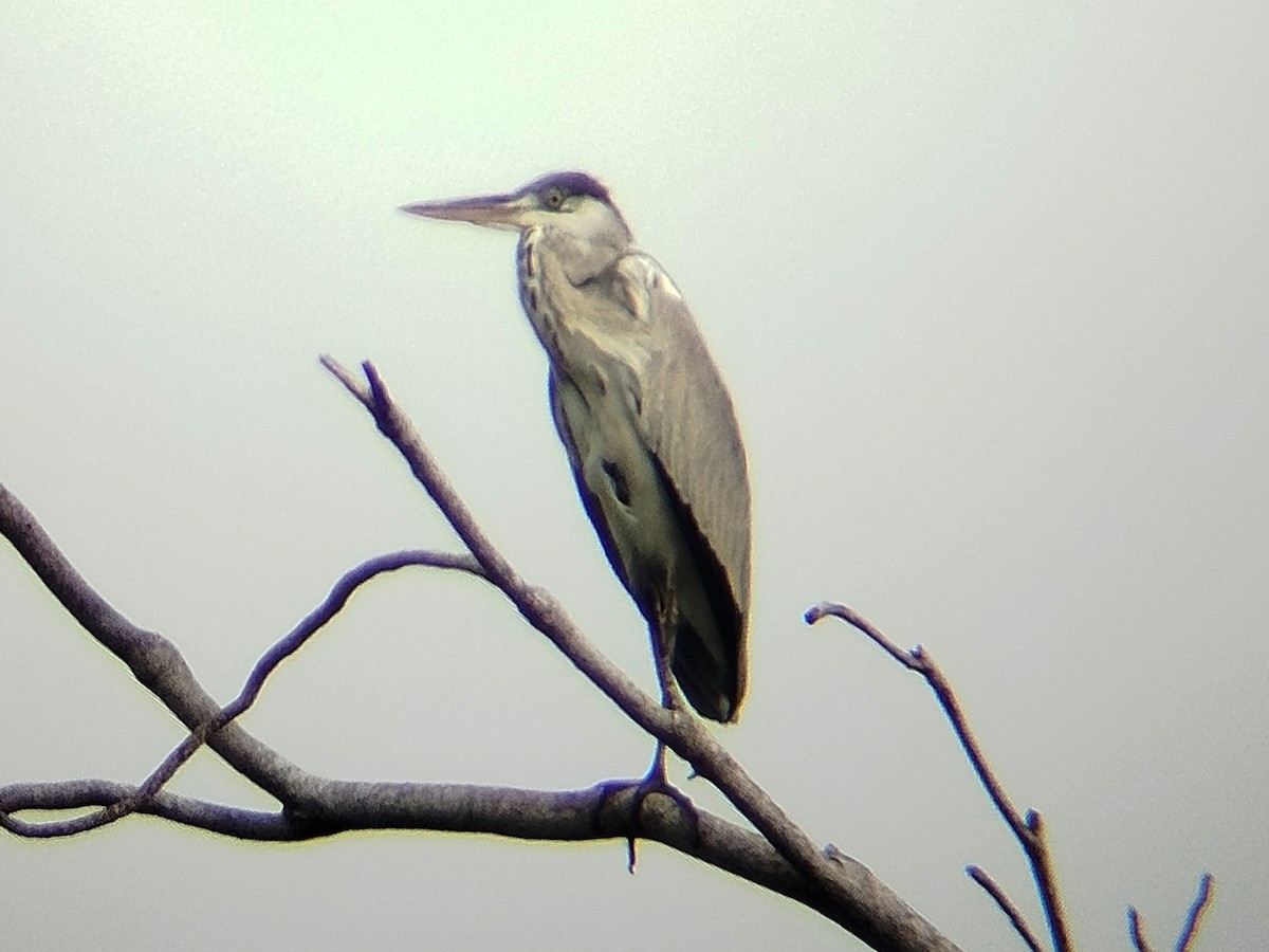 volavka popelavá - ML647552938