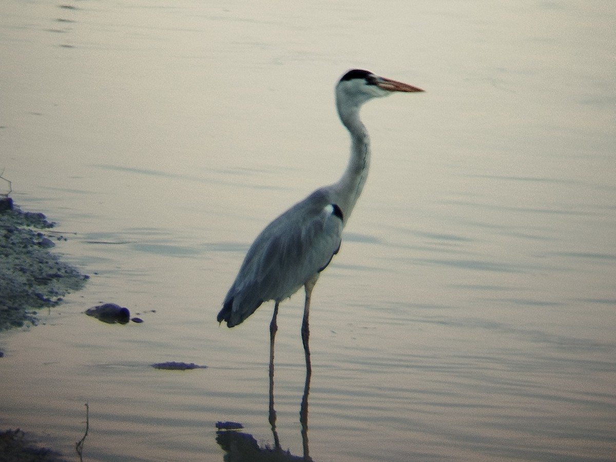 volavka popelavá - ML647552939