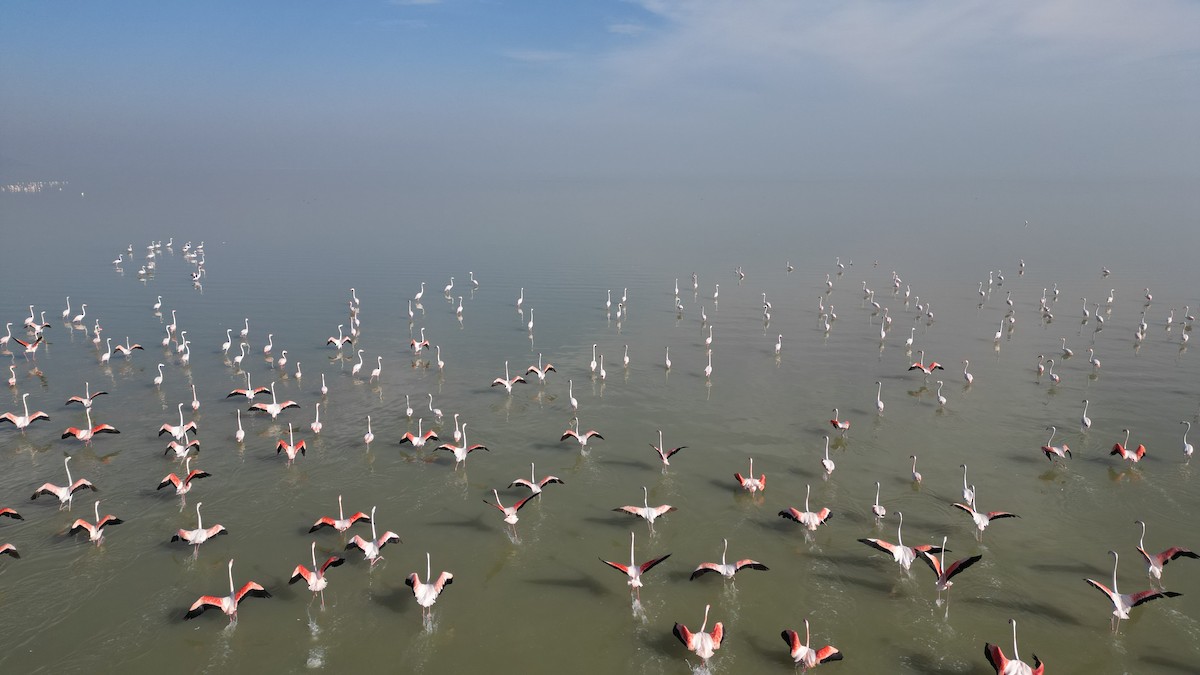 plameňák růžový - ML647552940