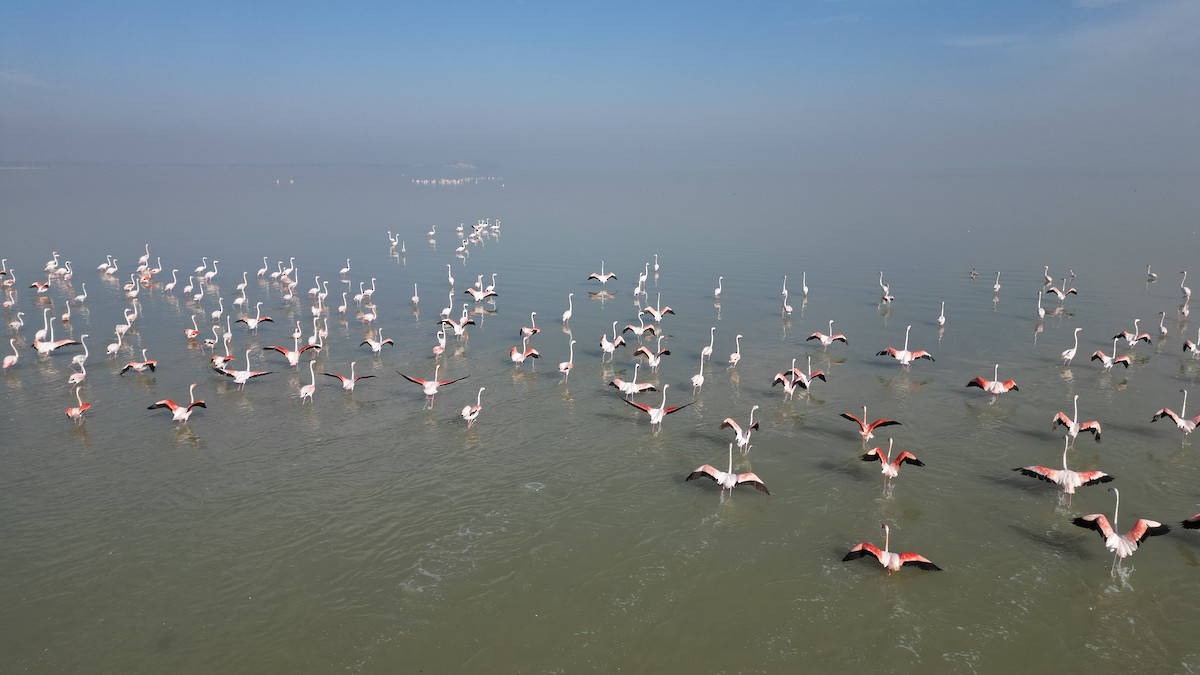 plameňák růžový - ML647552941