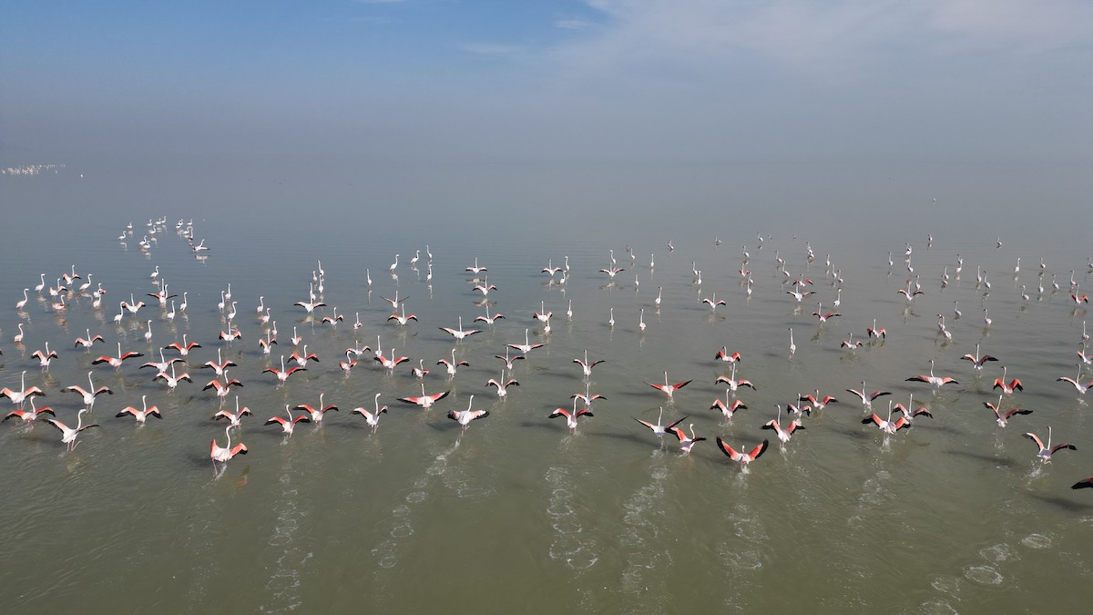 plameňák růžový - ML647552942