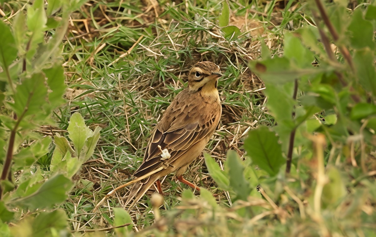 linduška rýžová - ML647552943