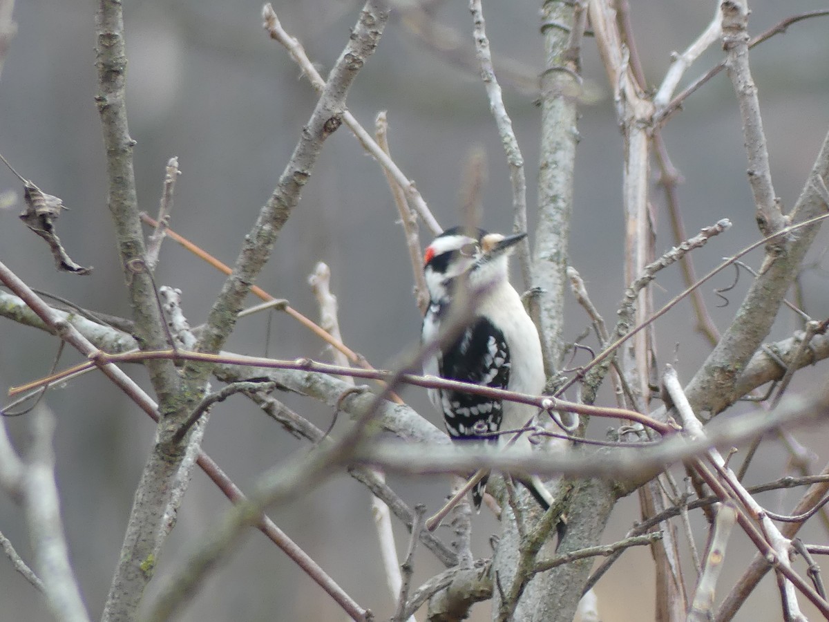 strakapoud osikový - ML647552944