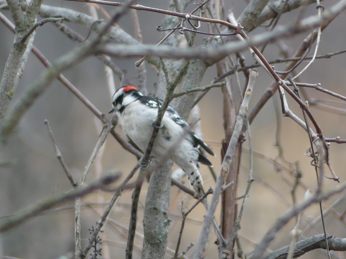 strakapoud osikový - ML647552945