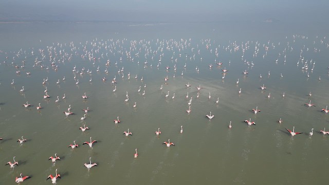Greater Flamingo - ML647552946
