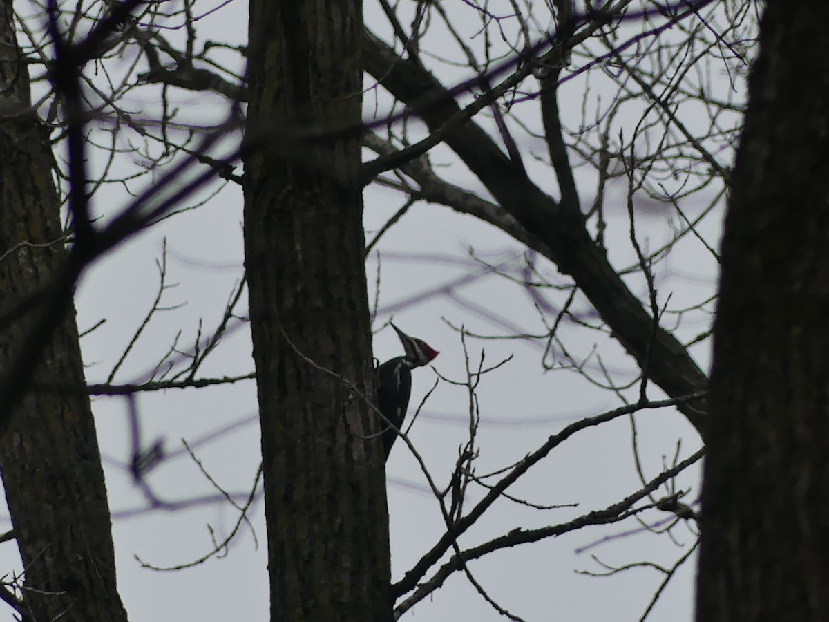 datel chocholatý - ML647552947