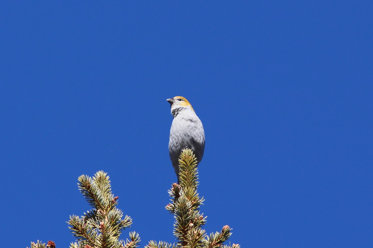 hýl křivčí - ML647552948