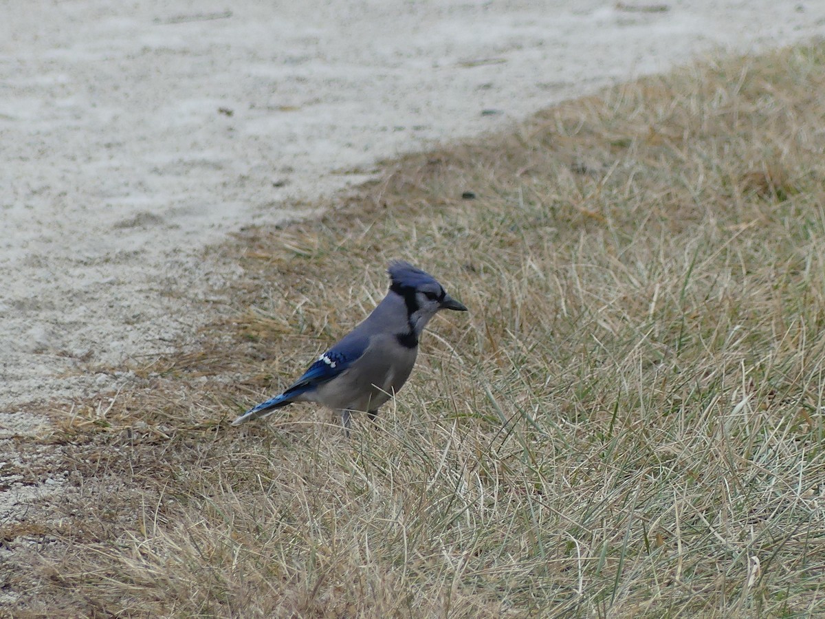 sojka chocholatá - ML647552949