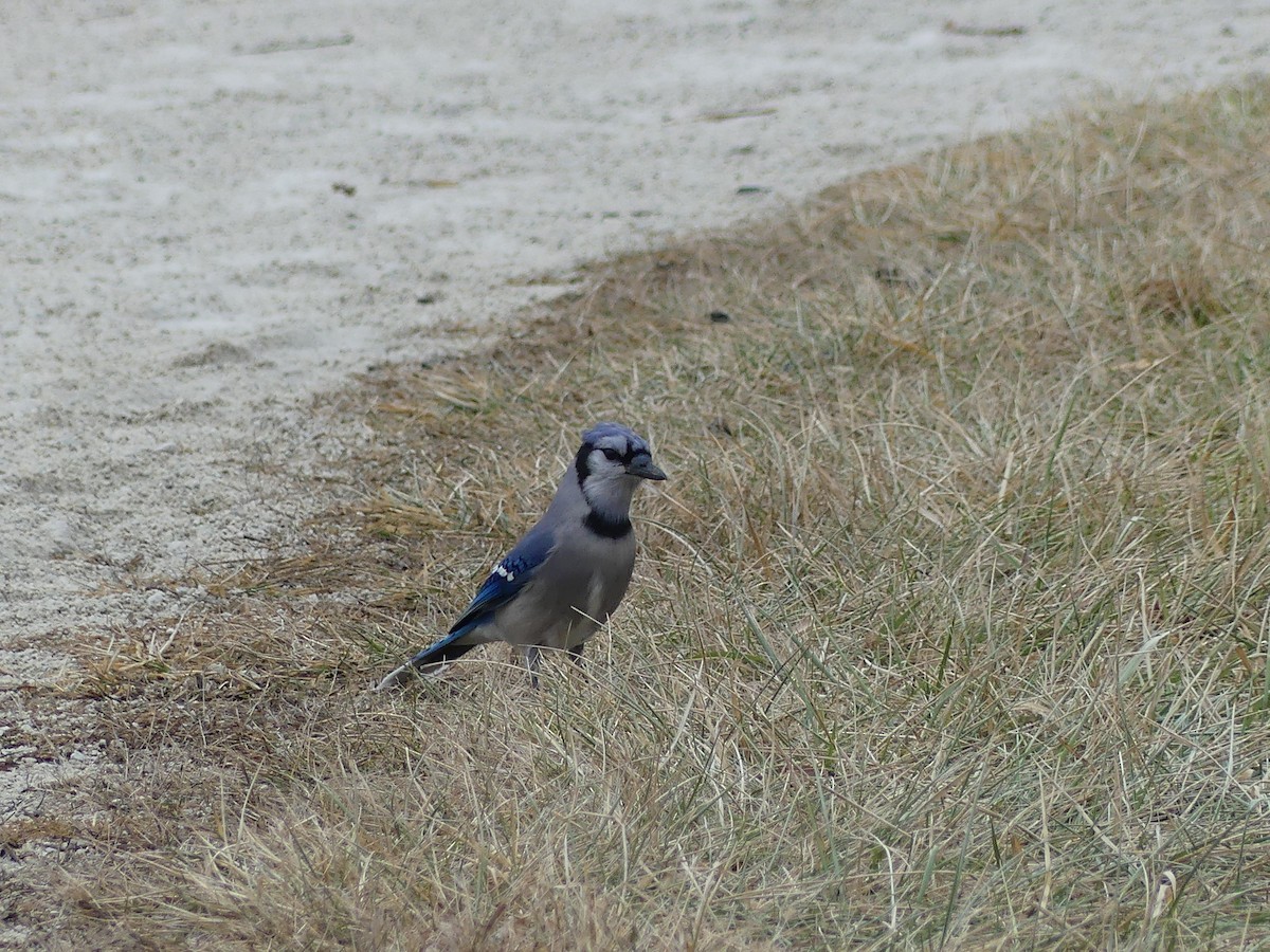sojka chocholatá - ML647552950
