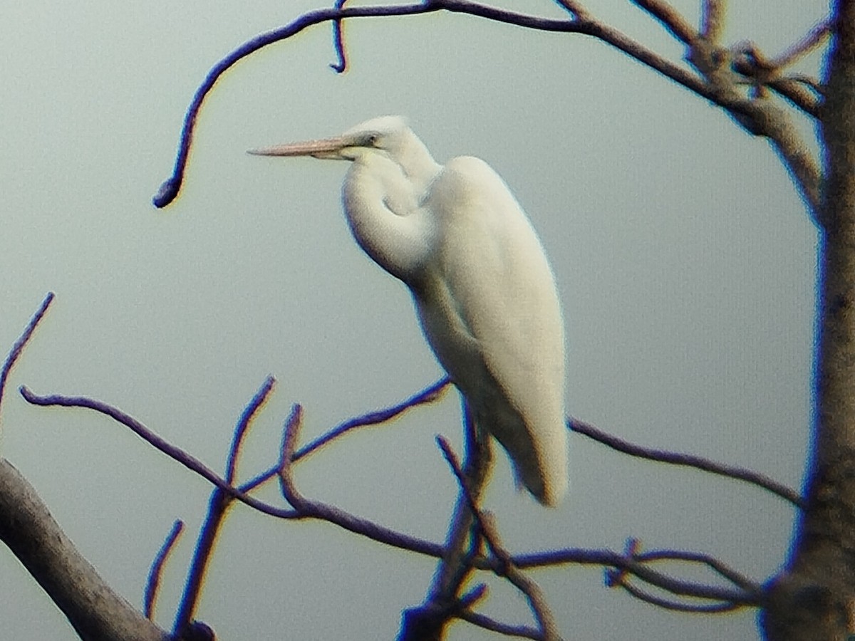 volavka bílá - ML647552951