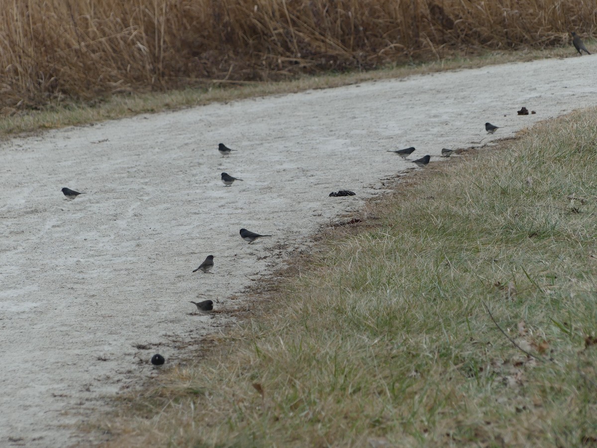 strnadec zimní - ML647552953