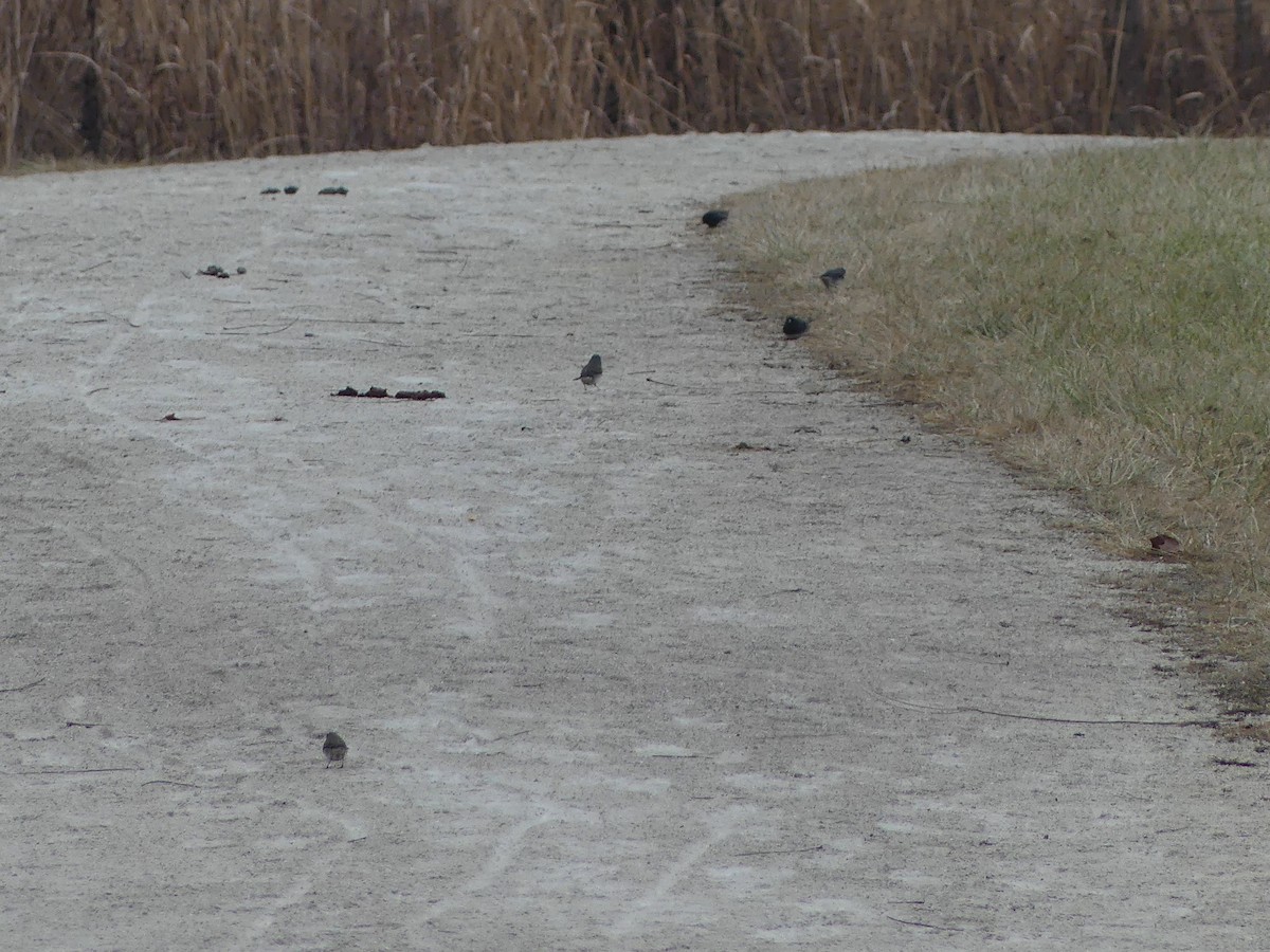 strnadec zimní - ML647552954