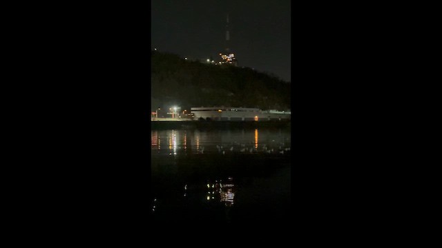 gull sp. - ML647552973