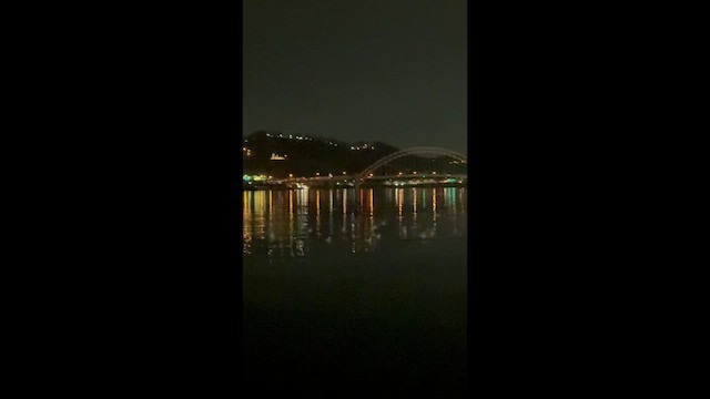 gull sp. - ML647552974