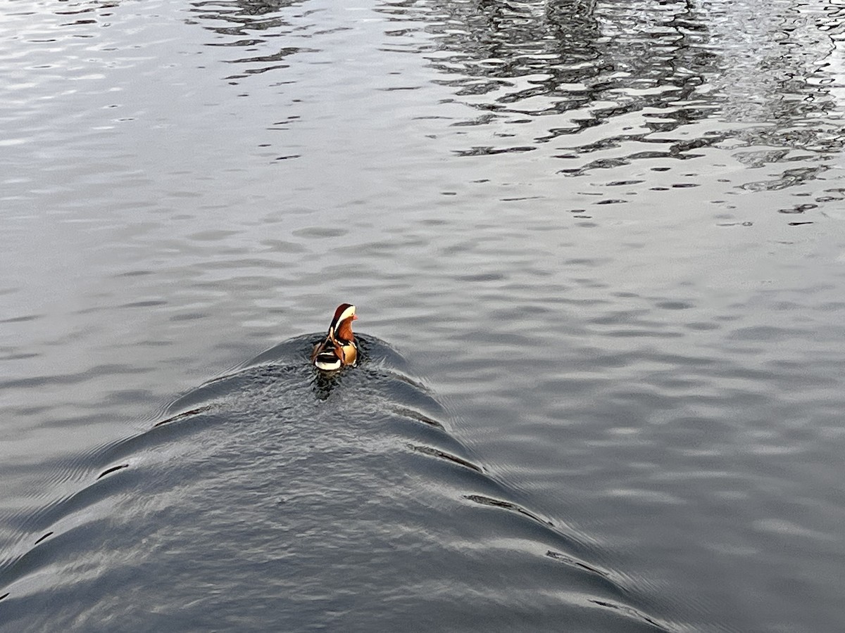 Mandarin Duck - ML647553009