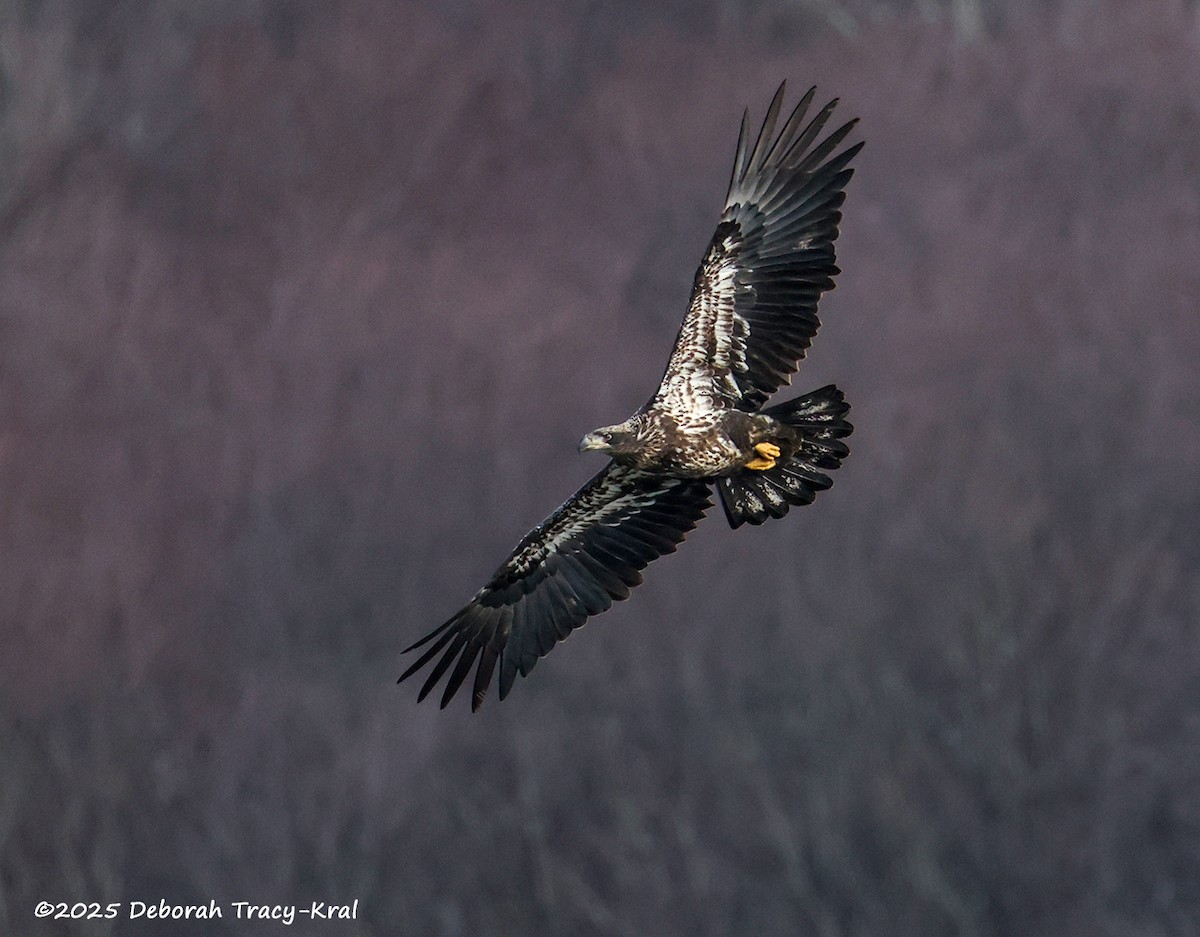 Bald Eagle - ML647553010