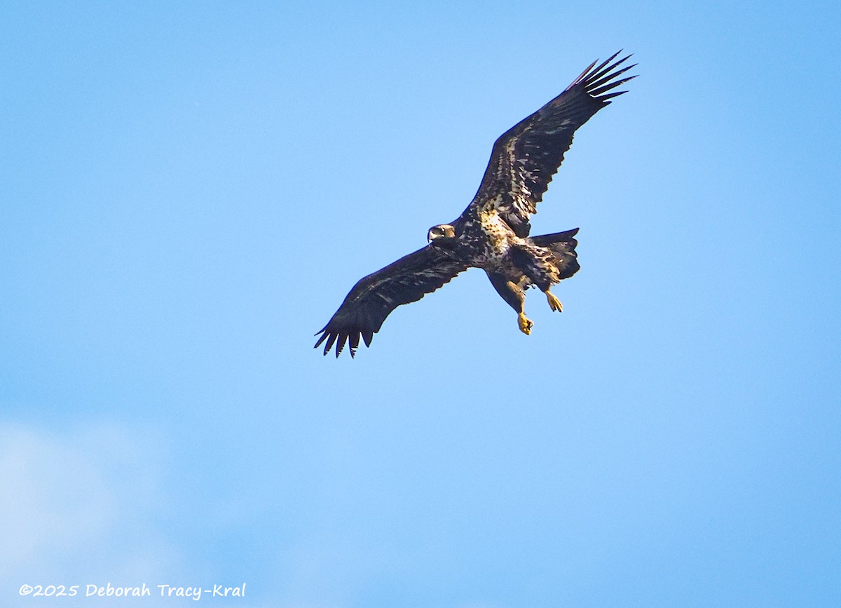Bald Eagle - ML647553011