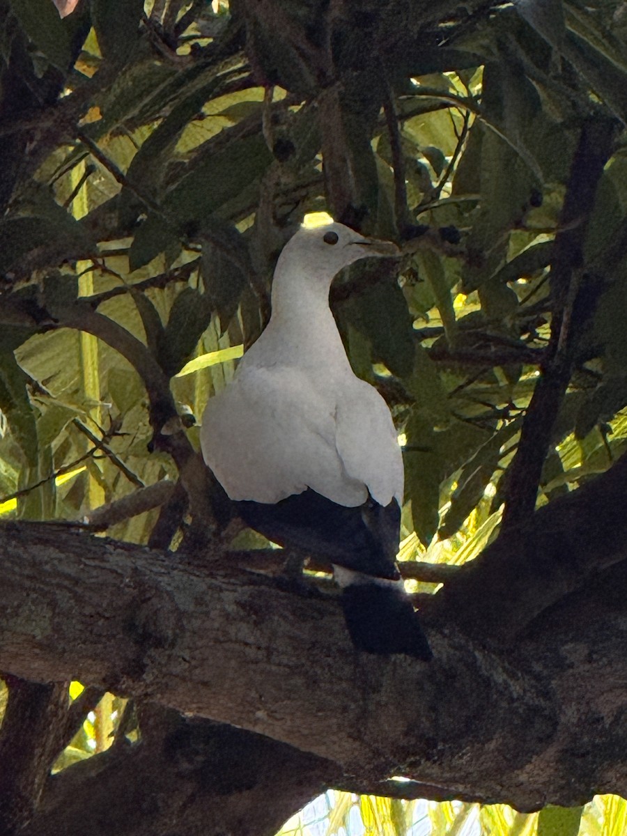 Пінон австралійський - ML647553012
