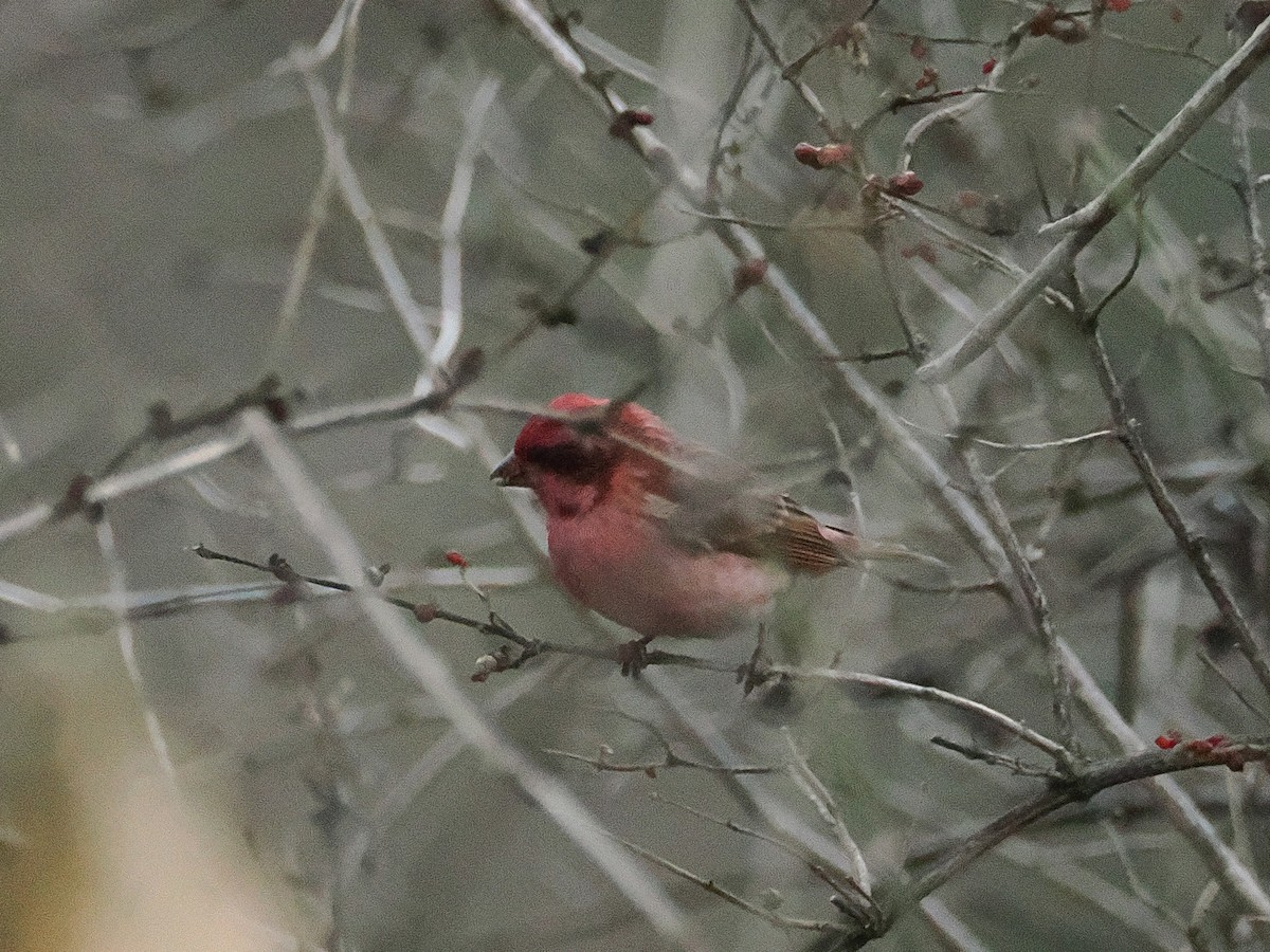 Чечевиця кармінова - ML647553014