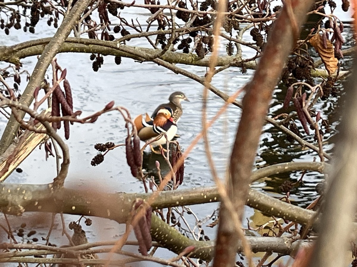 Mandarin Duck - ML647553015