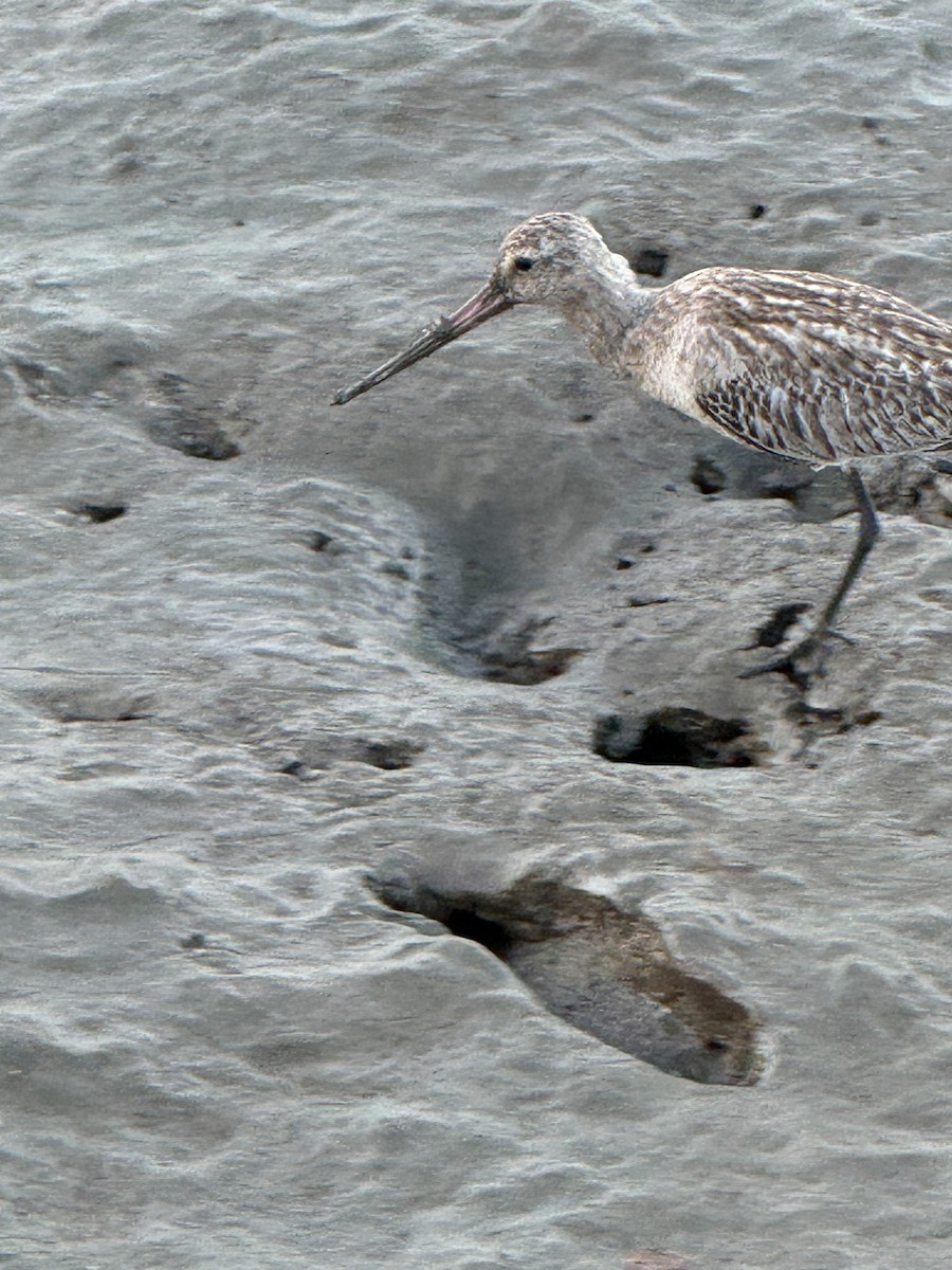 Грицик малий - ML647553020