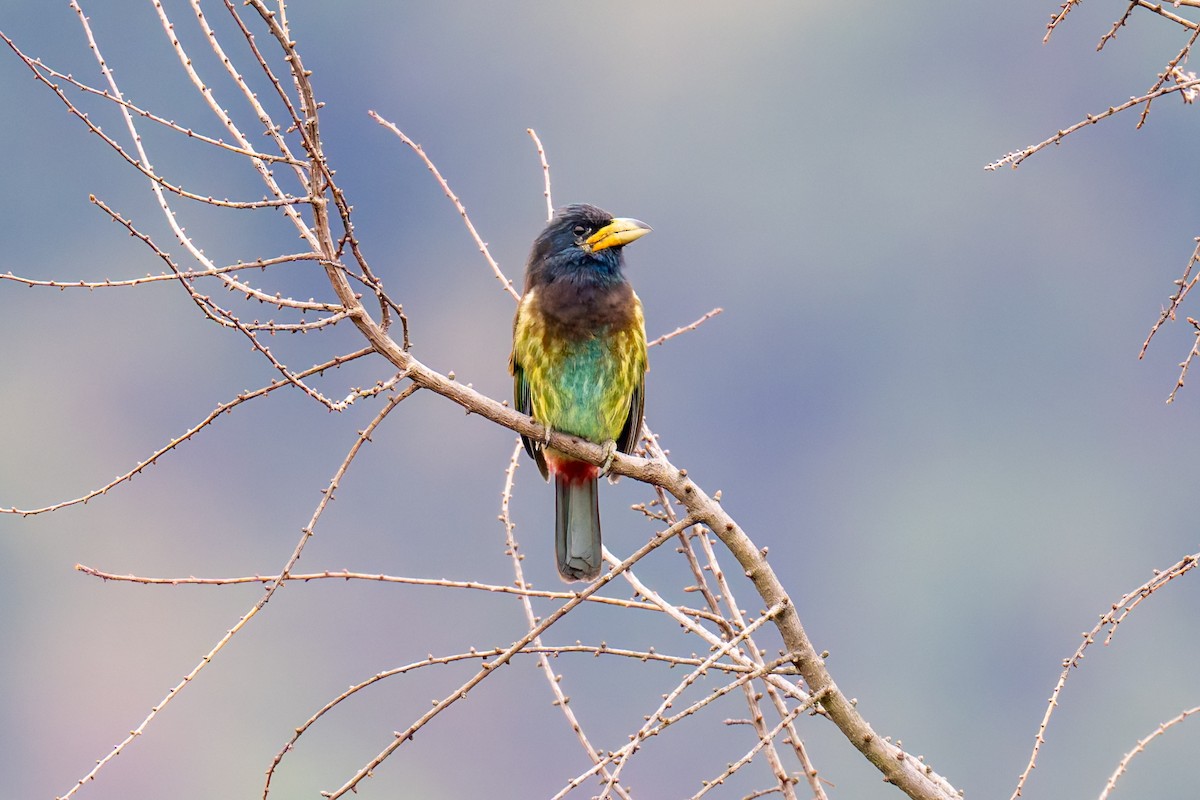 Great Barbet - ML647553054