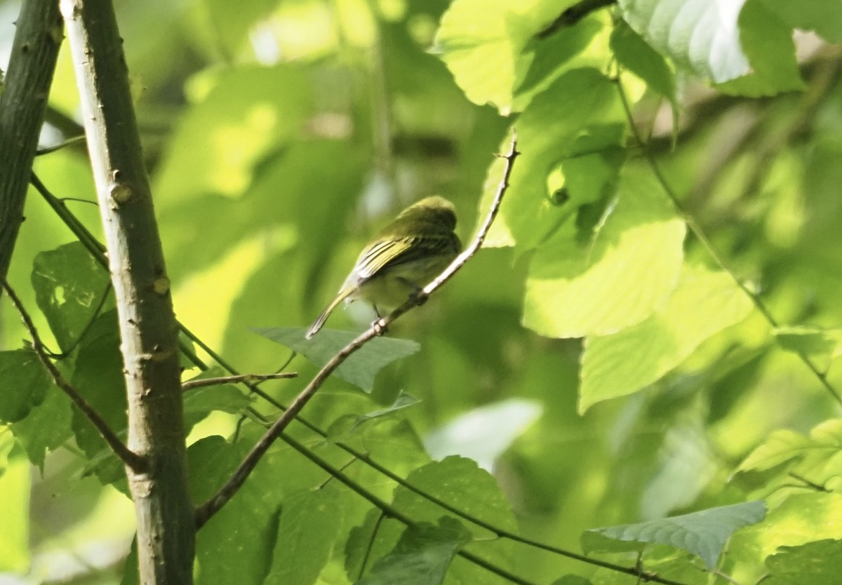 Ochre-lored Flatbill - ML647553064