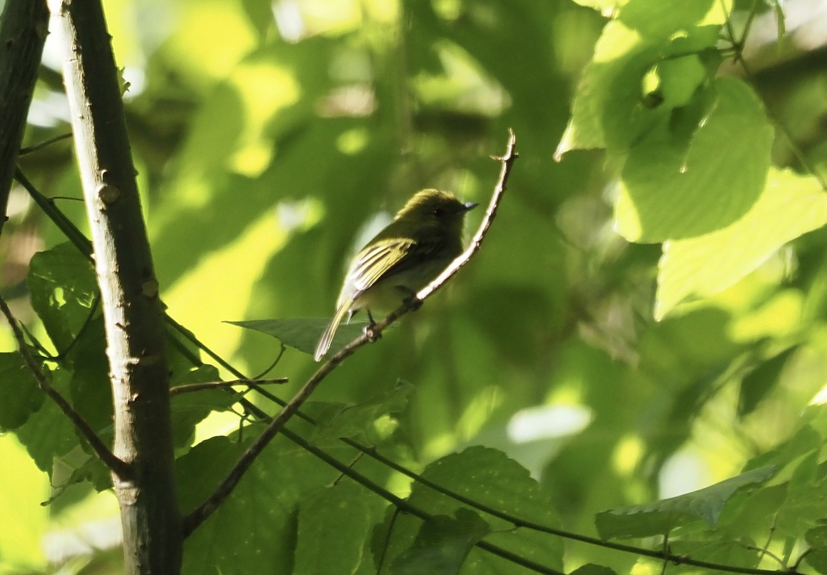 Ochre-lored Flatbill - ML647553065