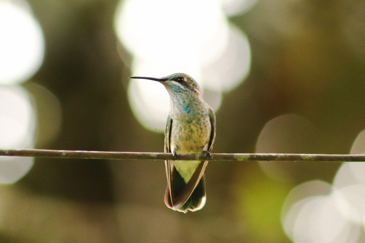 White-vented Violetear - ML647553074