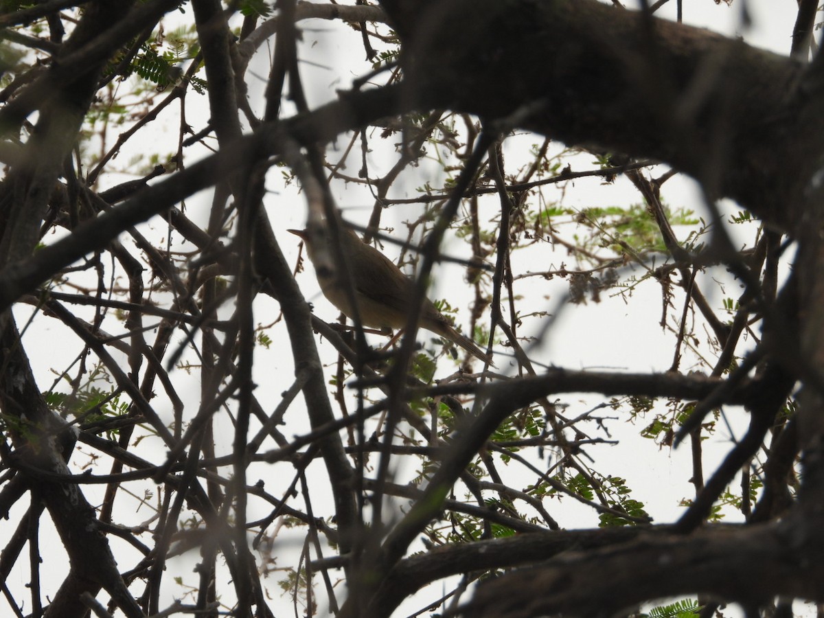 Clamorous Reed Warbler - ML647553079