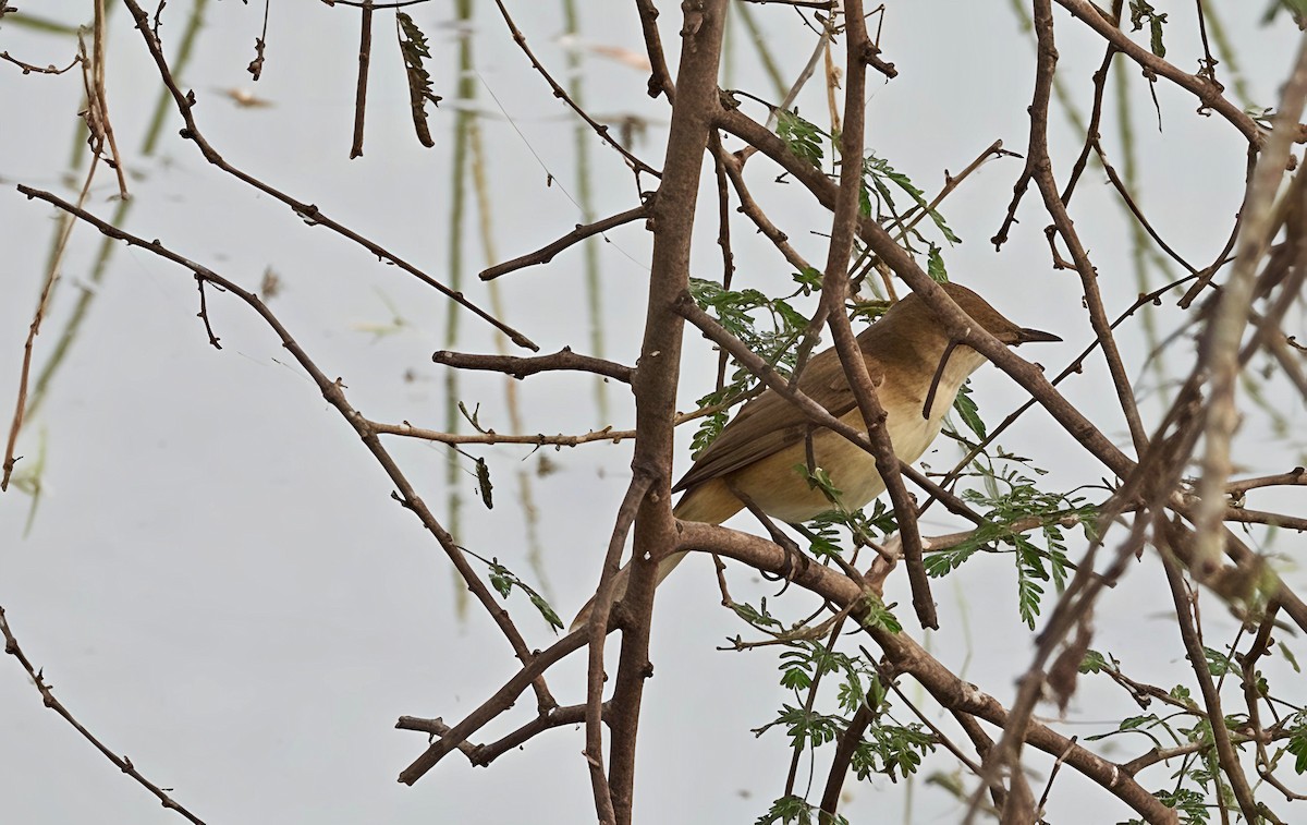 Clamorous Reed Warbler - ML647553081