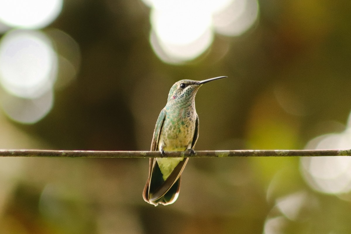 White-vented Violetear - ML647553082