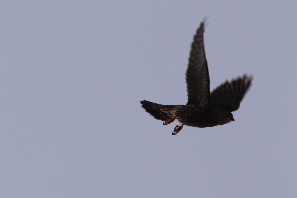 灰背隼(columbarius) - ML647553091