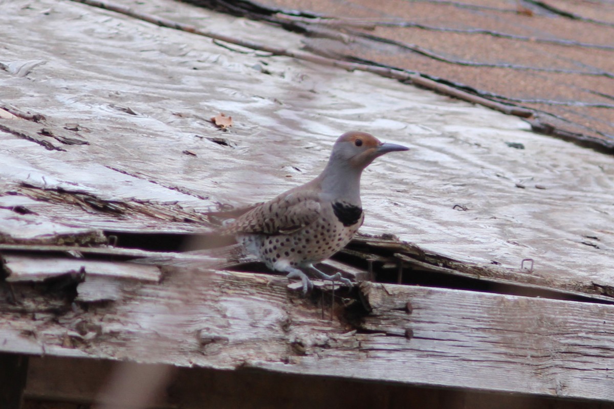 Northern Flicker (Red-shafted) - ML647553100