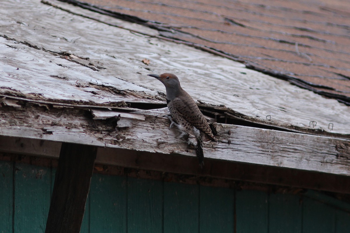 Northern Flicker (Red-shafted) - ML647553114