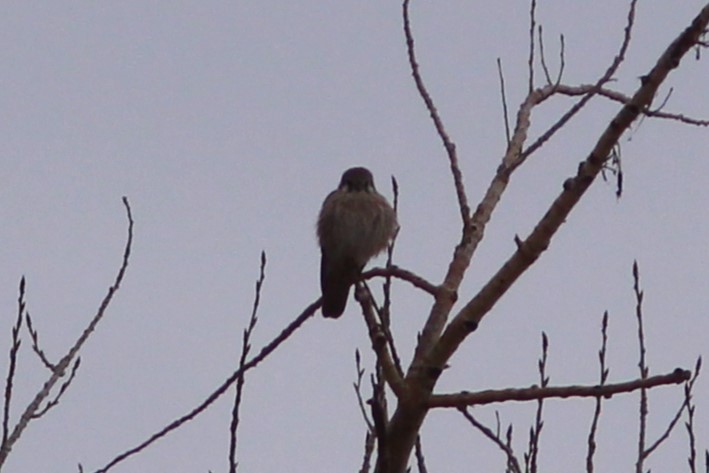 American Kestrel - ML647553124