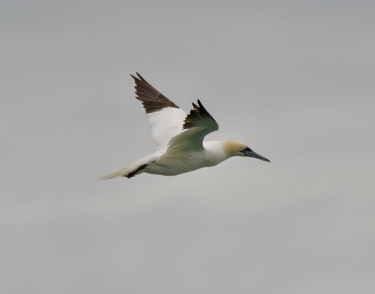 Northern Gannet - ML647553133